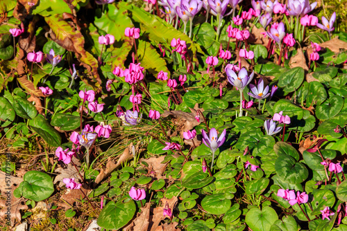 Pink cyclamen flowers and purple crocuses in the garden
