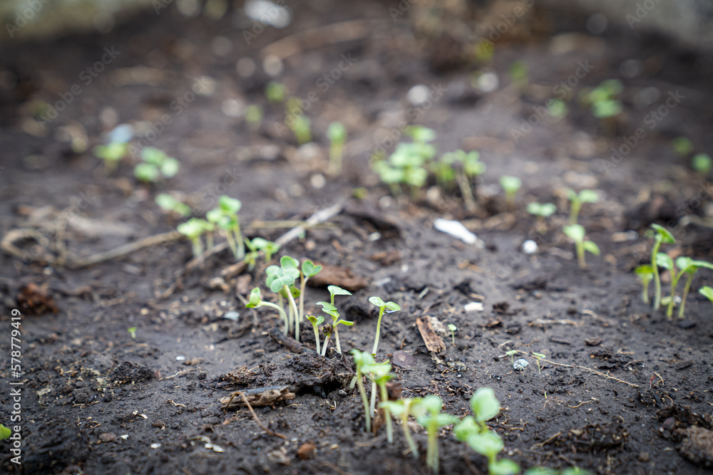 Young radish sprouts in the garden in early spring Young radish sprouts in the garden in early spring