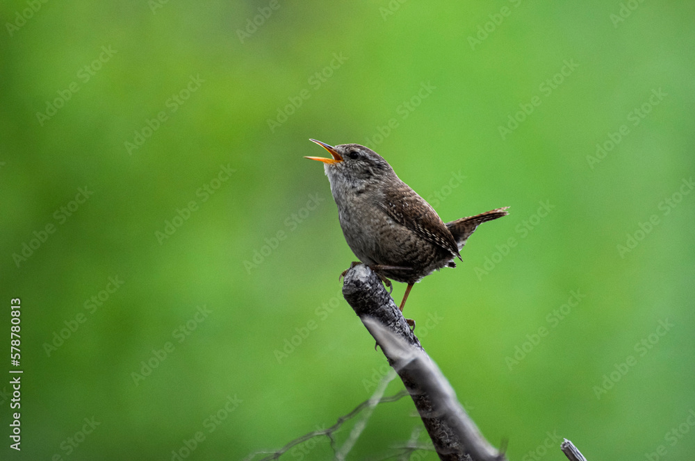 Chochin, ave, común, ríos, insectívoro, canta, bien, pequeño Chochin, ave, común, ríos, insectívoro, canta, bien, pequeño