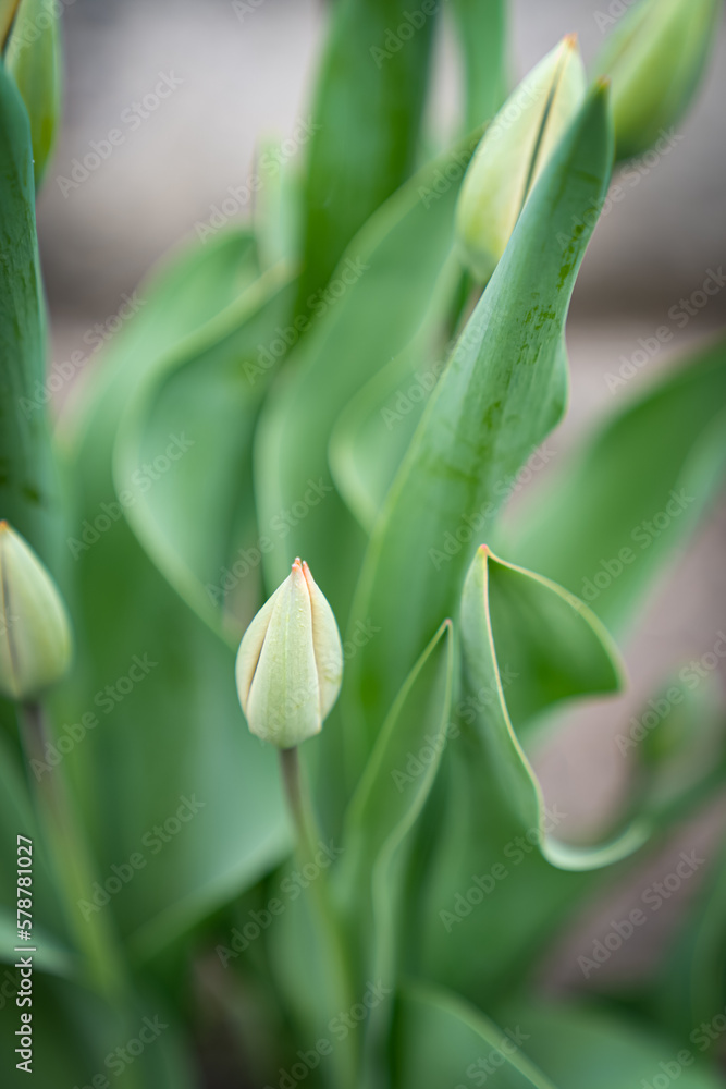 Green tulips grow in the garden near the house Green tulips grow in the garden near the house