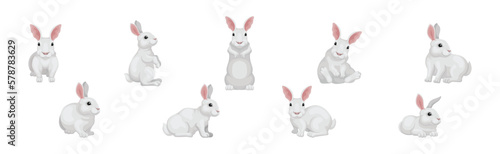 Rabbit with Long Ears and White Coat in Different Pose Vector Set