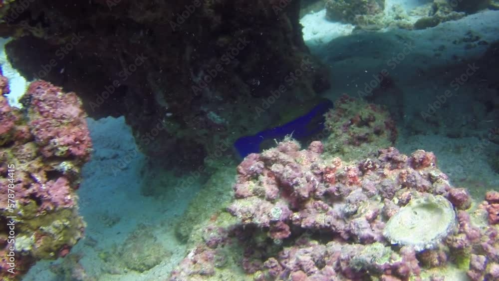 Beauty of underwater world is exemplified by sight of beautiful fish swimming. Its world where sea turtles, octopuses, and dolphins share same environment. Beauty of underwater world is exemplified by sight of beautiful fish swimming. Its world where sea turtles, octopuses, and dolphins share same environment.