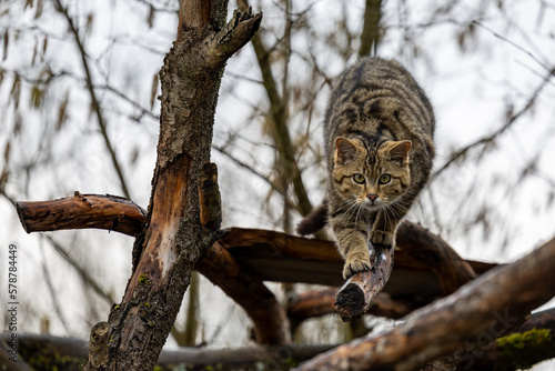Europäische Wildkatze oder Waldkatze (Felis silvestris)