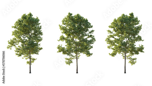 Set of large trees sycamore platanus trees isolated png on a transparent background perfectly cutout photo