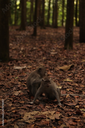 Monkey in green forest cliffs Bali