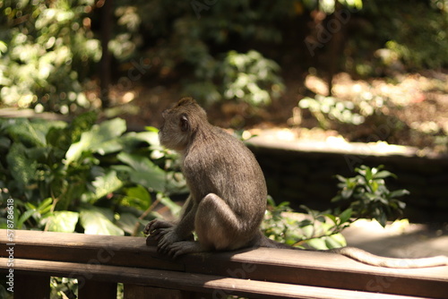 Monkey in green forest cliffs Bali