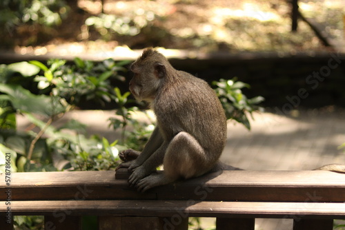 Monkey in green forest cliffs Bali