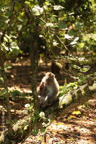 Monkey in green forest cliffs Bali