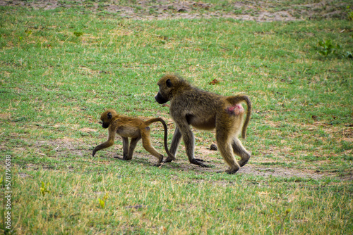 Cape aka chacma baboon mother with her baby in a national park in Zimbabwe photo