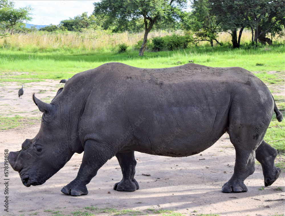 Fototapeta premium A white rhino with trimmed horns in a wildlife sanctuary in Zimbabwe