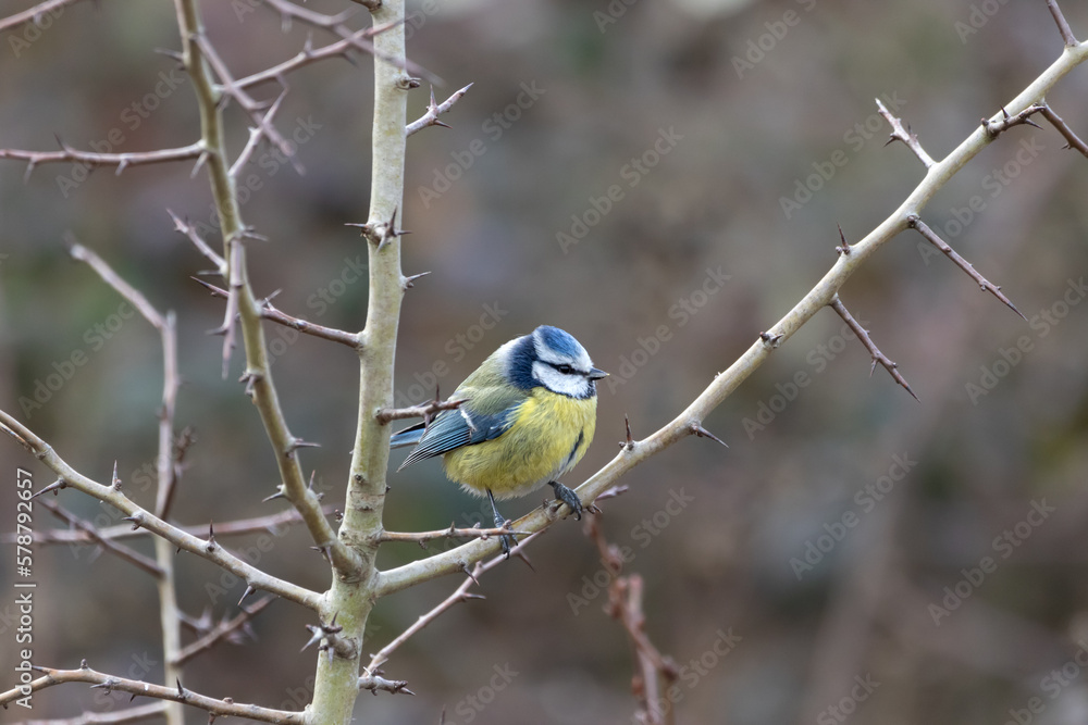 Naklejka premium A cute Blue tit (Cyanistes caeruleus) perched on Hawthorn.