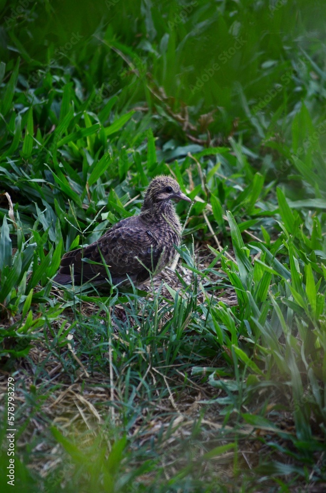 bird in the grass bird in the grass