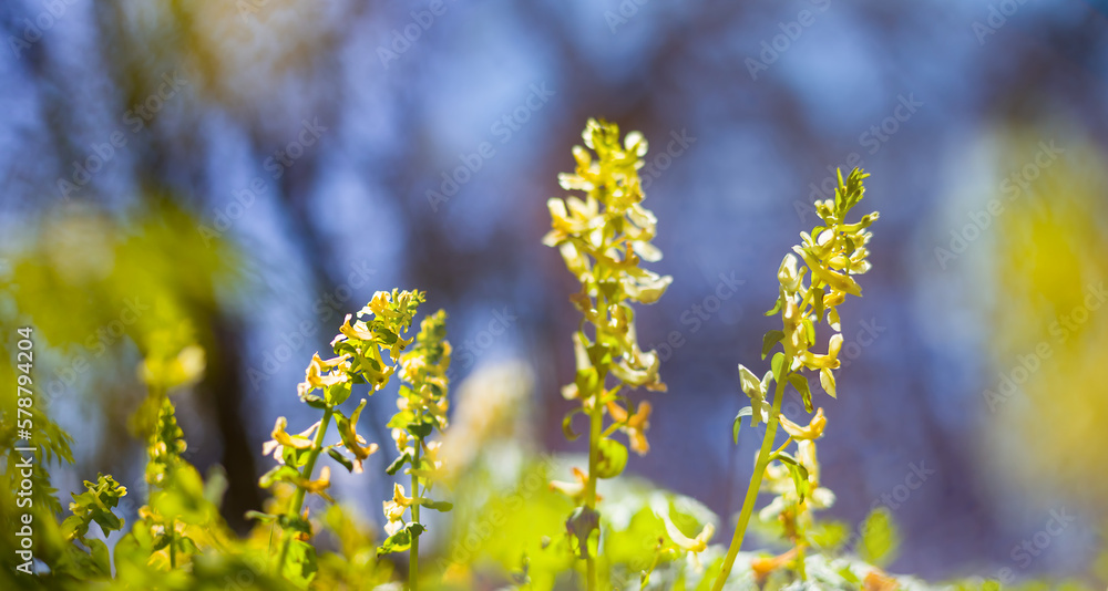 Fototapeta premium forest glade with wild flowers, beautiful natural spring background