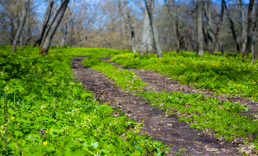 ground road among green spring forest, seasonal countryside scene ground road among green spring forest, seasonal countryside scene