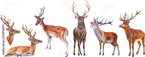 Fotografiet Watercolor red deers set