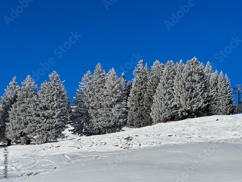 Picturesque canopies of alpine trees in a typical winter atmosphere after the winter snowfall above the tourist resorts of Valbella and Lenzerheide in the Swiss Alps - Canton of Grisons, Switzerland