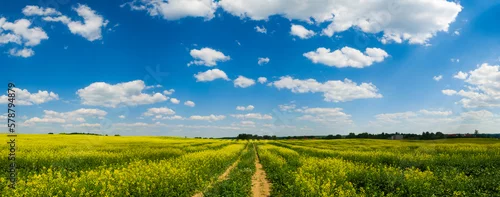 Obraz Pola_rzepaku_2