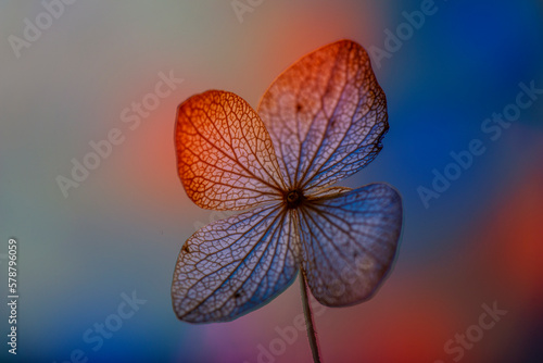 bokeh background and hydrangea flower skeleton with veins and cells - macro photograph