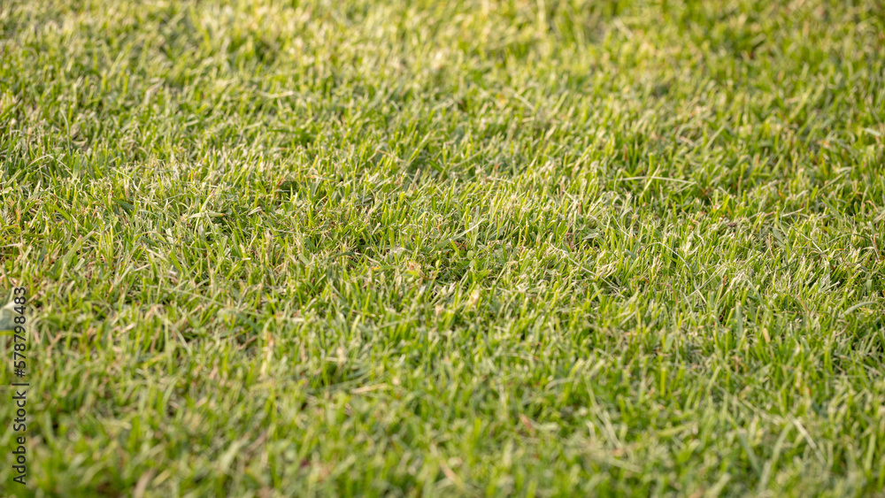 Green cut lawn. Mowed green grass. Lawn in the park Green cut lawn. Mowed green grass. Lawn in the park