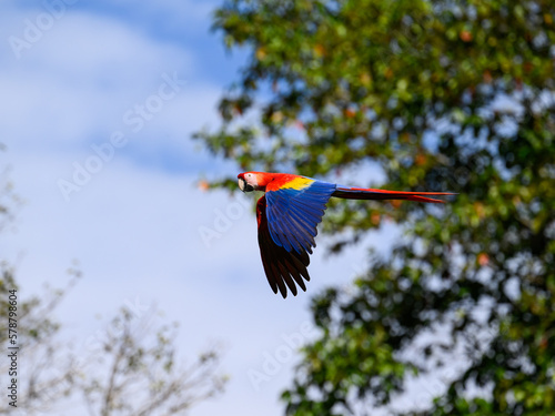 Wild Scarlet Macaw in flight against tall trees and blue sky