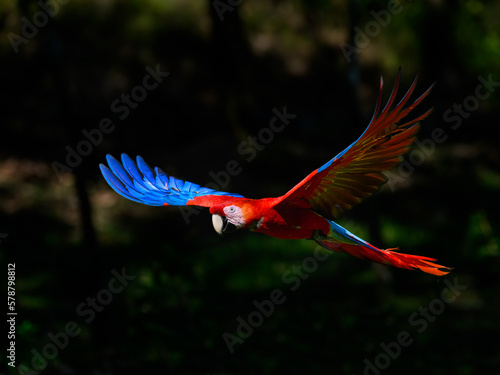 Scarlet Macaw in flight against dark background