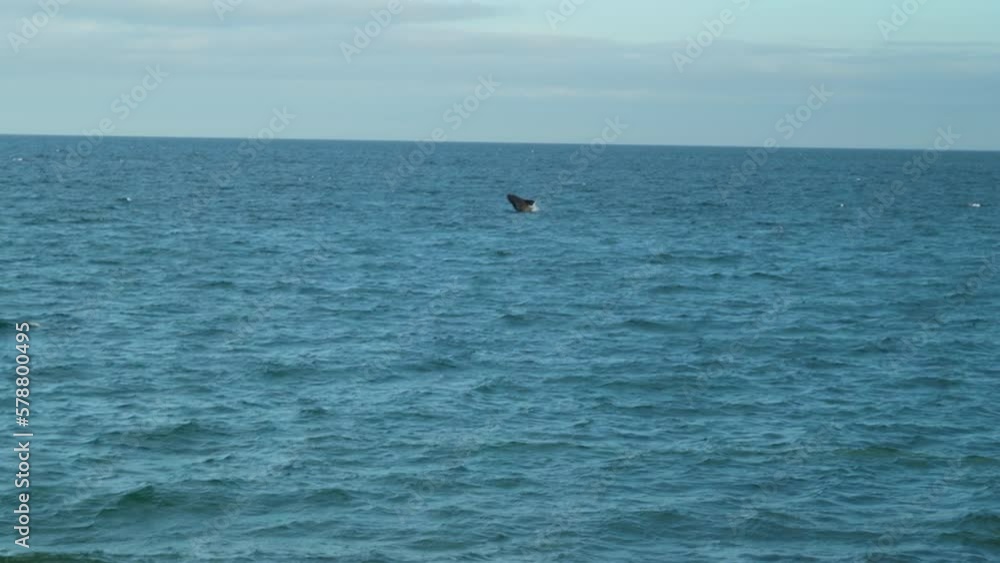 Eubalaena australis, Southern right whale shows tail fin Eubalaena australis, Southern right whale shows tail fin