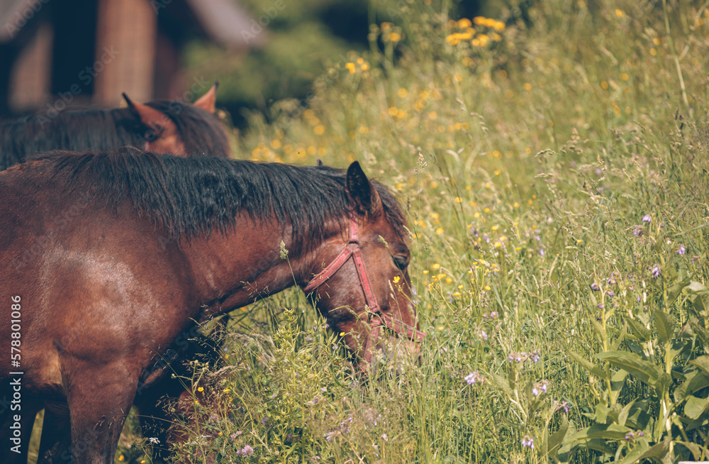 Fototapeta premium Horses standing in the farm yard, their lively spirits and curious nature a joy to behold for all who appreciate the beauty of these magnificent creatures