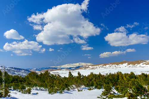 Mountain pine or creeping pine (Pinus mugo) forest growing on the high mountain plateaus, covered with snow. Old growth of evergreen trees in the Alps. Beautiful alpine scenery of natural environment