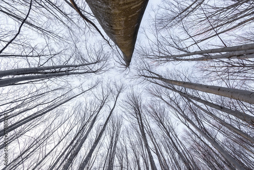A wonderful view high into the treetops of a natural leafless beech forest (Fagus sylvatica) in early spring. View from ground level. Abstract composition with trees without leaves