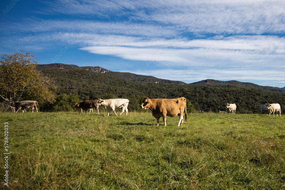 Cows resting in the meadow in mountains, Spain