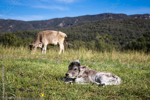 Newborn calf laying in the field with mom in background, Catalonia, Spain