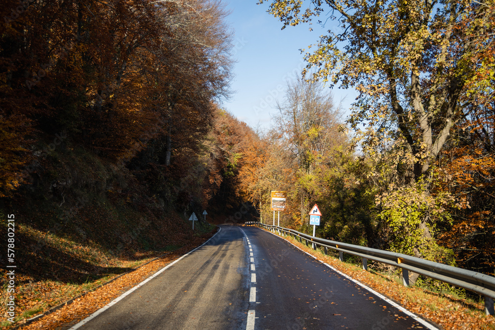 Fototapeta premium Concrete road between orange trees in autumn, yellow leaves, La Garrotxa