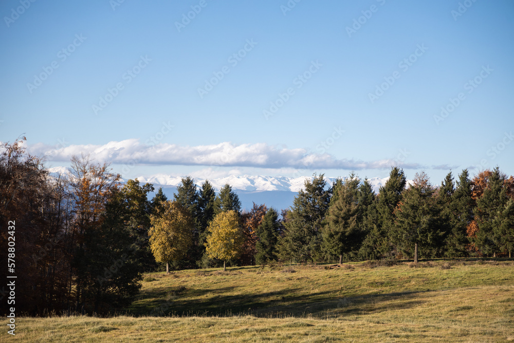 Landscape of green field and yellow forest with snowy mountains in background, Catalonian winter, Spain