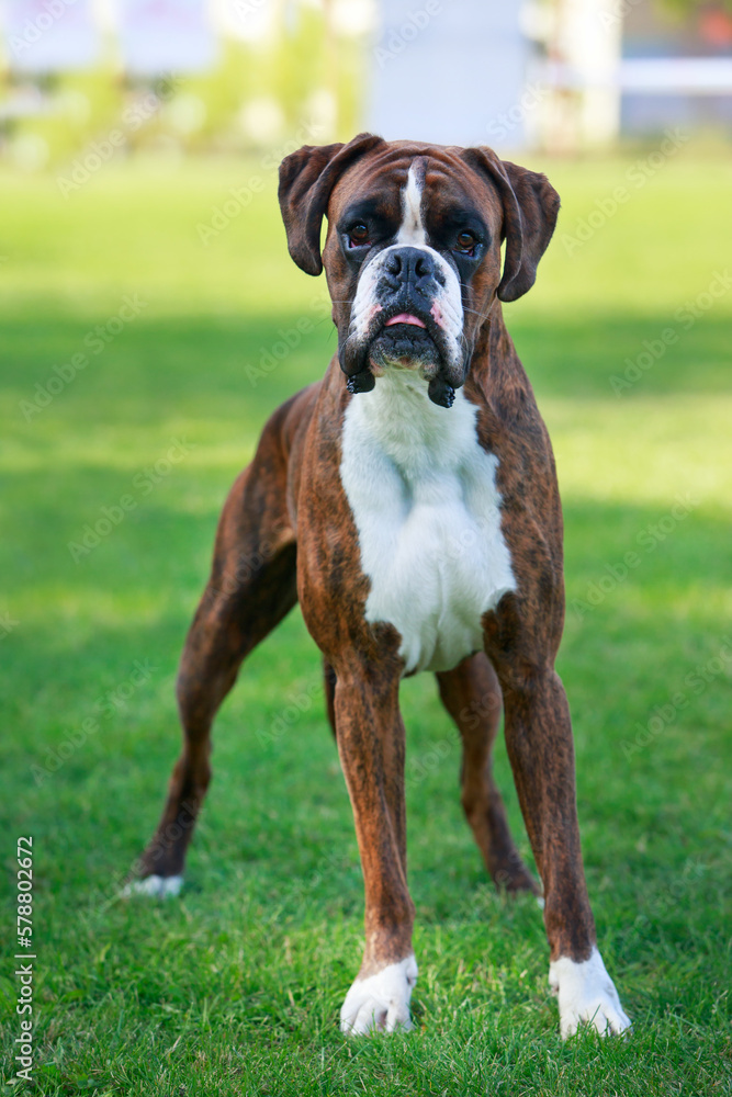 The dog breed Boxer