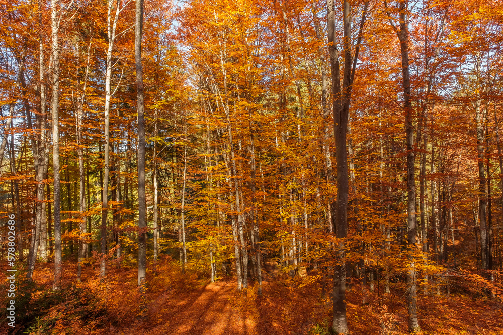 Autumn beech forest with sun rays among yellow leaves. Golden bright mystical mysterious landscape with fabulous trees. A journey through the forest. Beauty of nature. Natural background for design Autumn beech forest with sun rays among yellow leaves. Golden bright mystical mysterious landscape with fabulous trees. A journey through the forest. Beauty of nature. Natural background for design