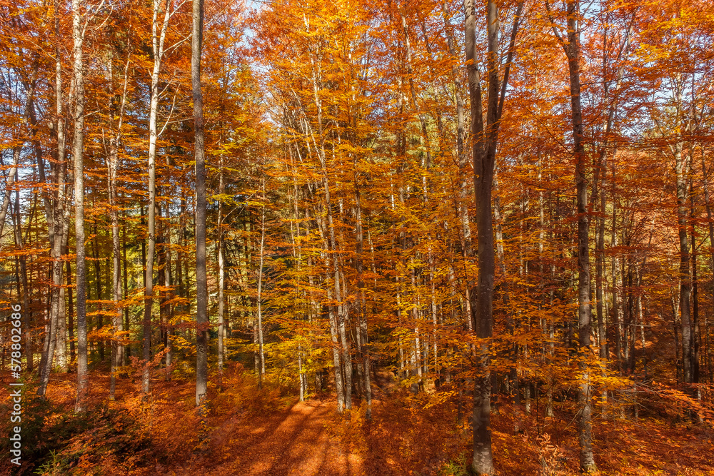 Autumn beech forest with sun rays among yellow leaves. Golden bright mystical mysterious landscape with fabulous trees. A journey through the forest. Beauty of nature. Natural background for design