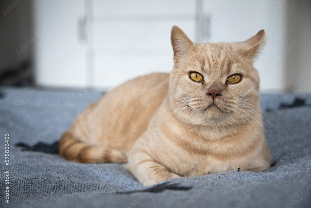 Ginger british shorthair cat laying on the bed Ginger british shorthair cat laying on the bed