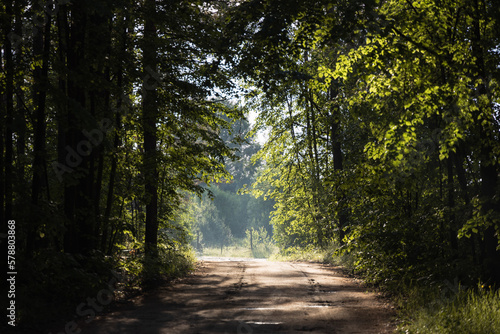 Morning light on the path in the green forest