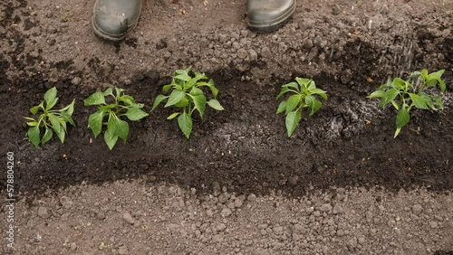 Rubber boots farm rows of sprout growing crops planting vegetable seedling sprout soil. Gardener watering garden rows of plants water farm garden vegetables farming plant garden working farmer boots