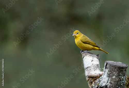 Sicalis olivascens ( Green canary finch ) on a dry tree branch © mylasa