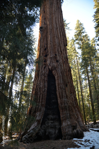 Big Sequoia trees in Sequoia National park in California, USA