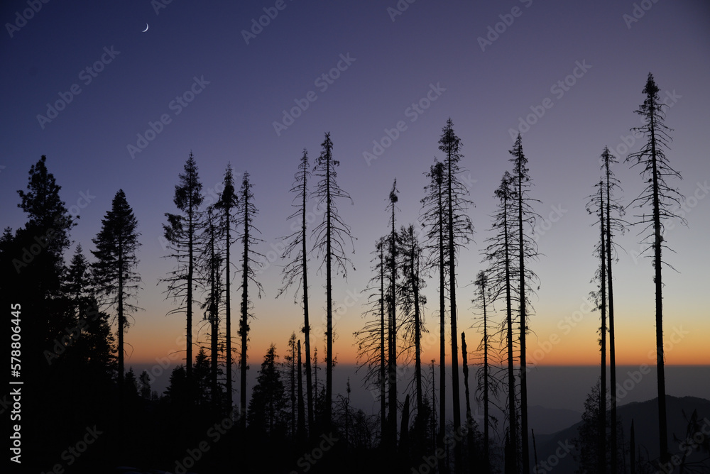 Sunset view in the forest in Sequoia National park, California, USA