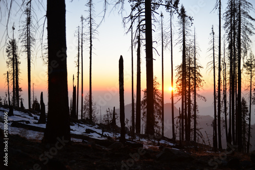 Sunset view in the forest in Sequoia National park, California, USA