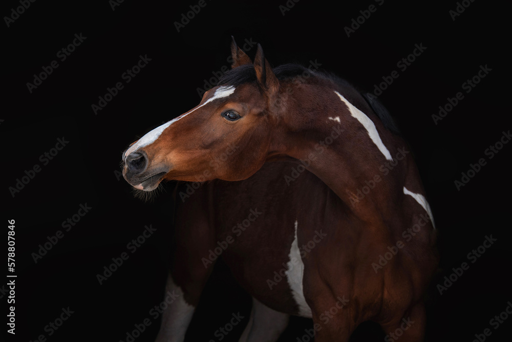 Ταπετσαρία Portrait of Dutch warmblood horse isolated on black background