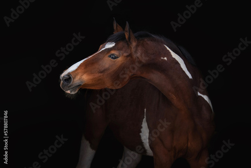 Portrait of Dutch warmblood horse isolated on black background photo