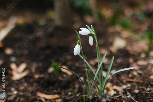 snowdrop - early spring flower