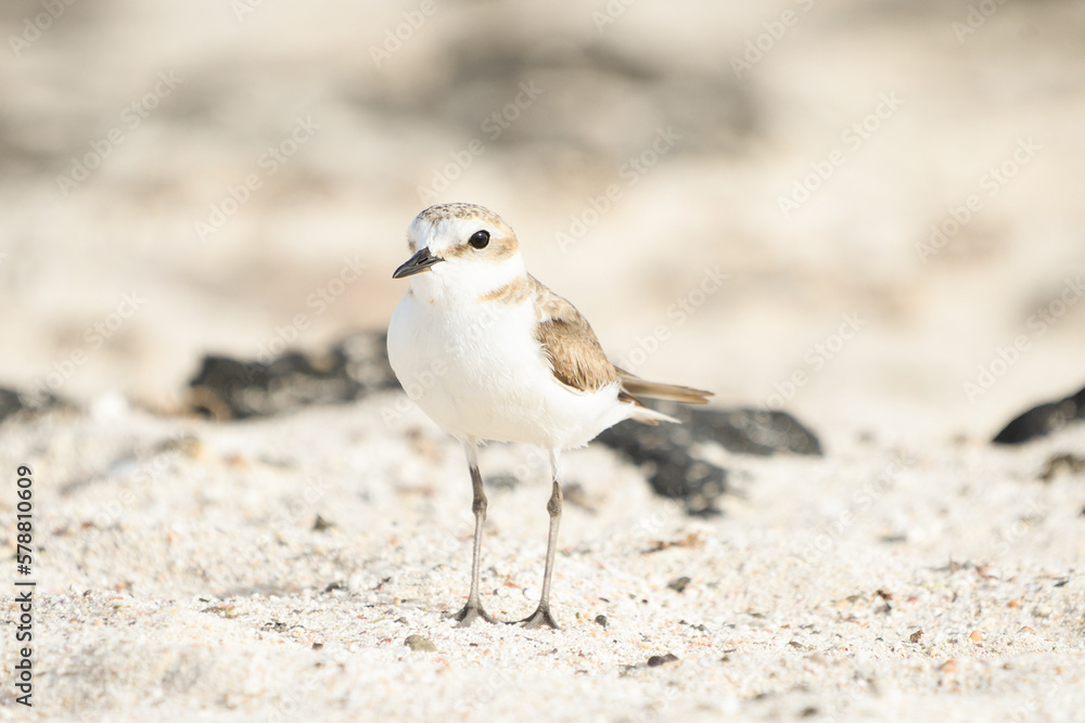 Close-up of Kentish Plover on the beaches of Fuerteventura Close-up of Kentish Plover on the beaches of Fuerteventura