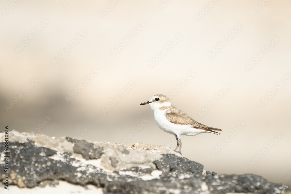 Close-up of Kentish Plover on the beaches of Fuerteventura Close-up of Kentish Plover on the beaches of Fuerteventura