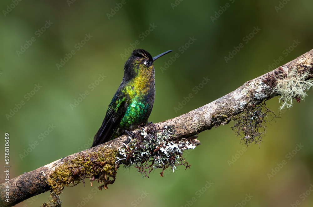 Fiery-throated hummingbird on a mossy tree branch Fiery-throated hummingbird on a mossy tree branch