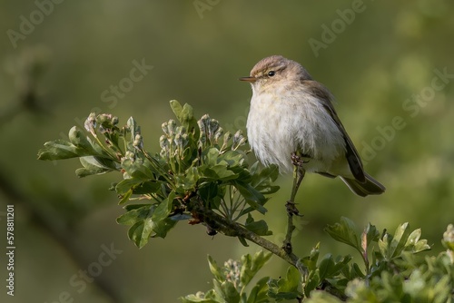 Chiffchaff /Phylloscopus collybita photo